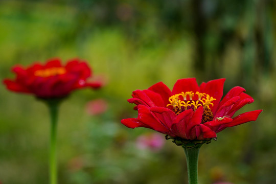 百日菊花朵特写