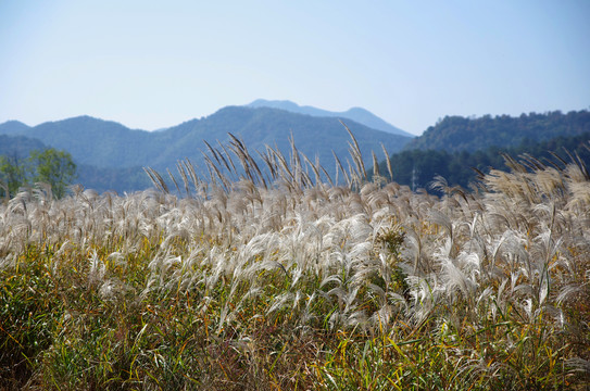 四明湖