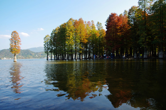 水杉林