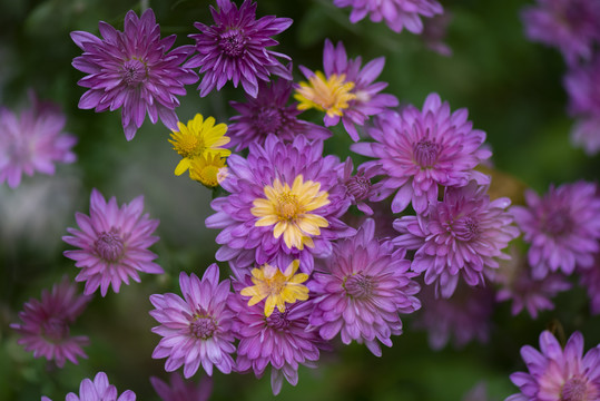 红色菊花