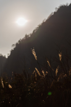 阳光下的芦苇