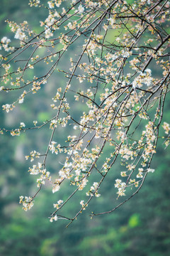 野樱花