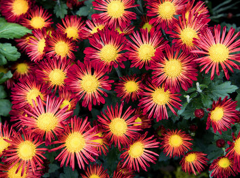 菊花