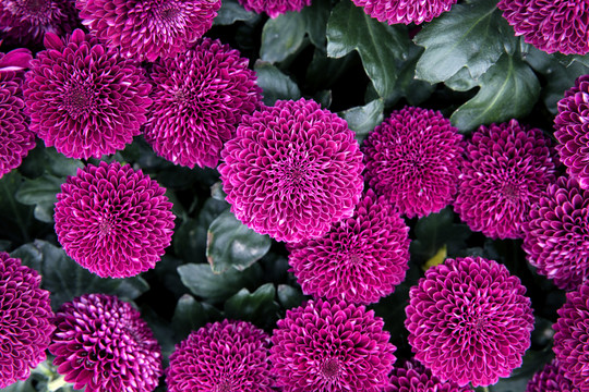 菊花