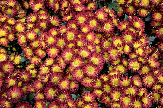 菊花