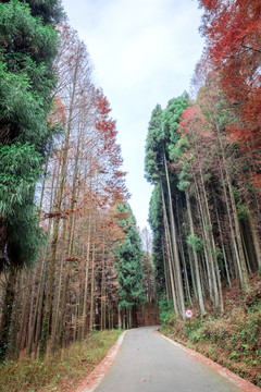 山王坪风光