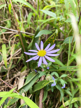 紫色小野花