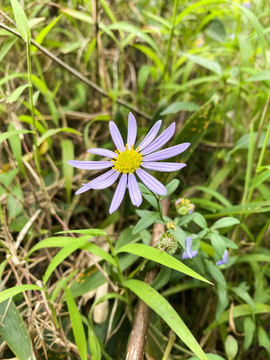 特写小野菊花