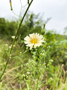 小雏菊