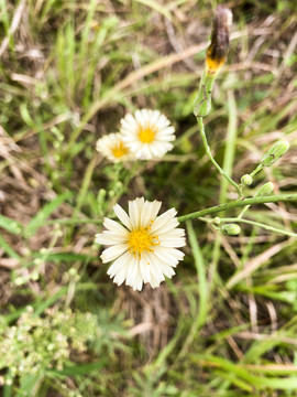 小雏菊野花