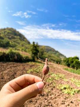 迷你小红薯