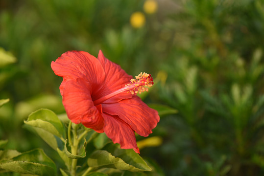 扶桑花