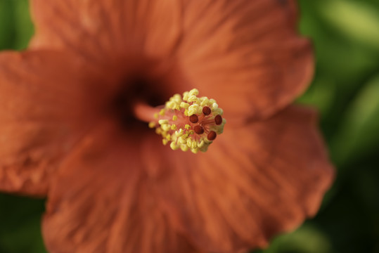 扶桑花