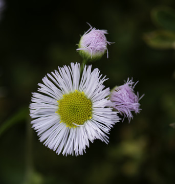 野菊花