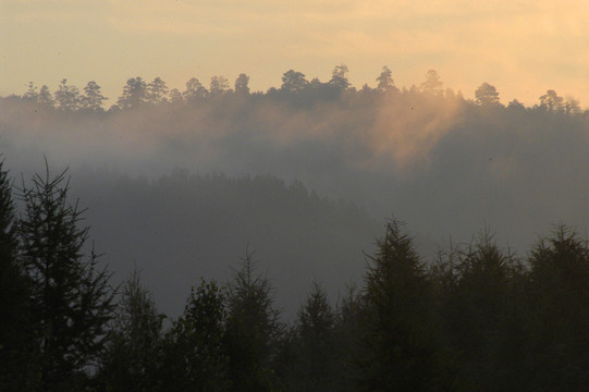 森林中的晨雾
