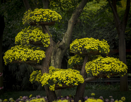 菊展盆景造型