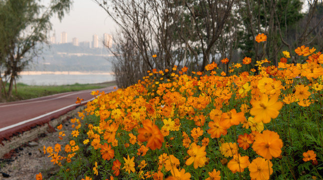金黄的菊花
