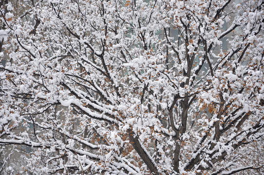 雪后大树