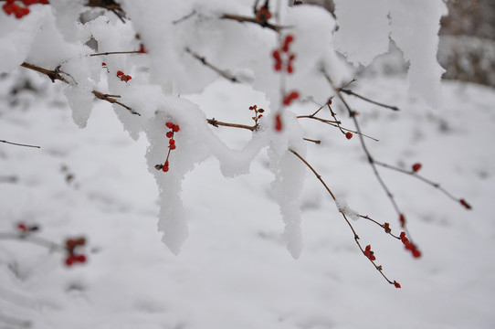 雪中忍冬