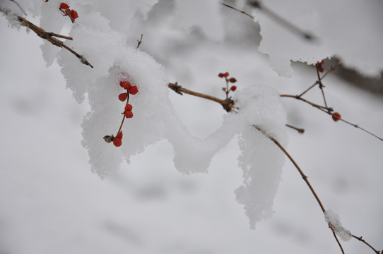 白雪