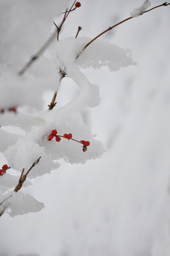 雪