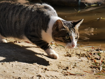 准备猎捕的猫