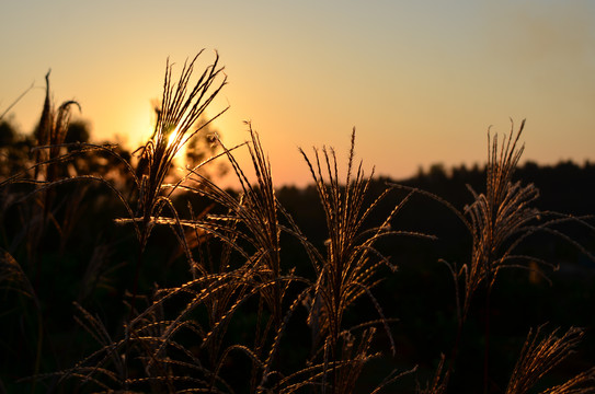 夕阳下的芦苇