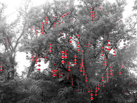树上挂的小红灯笼