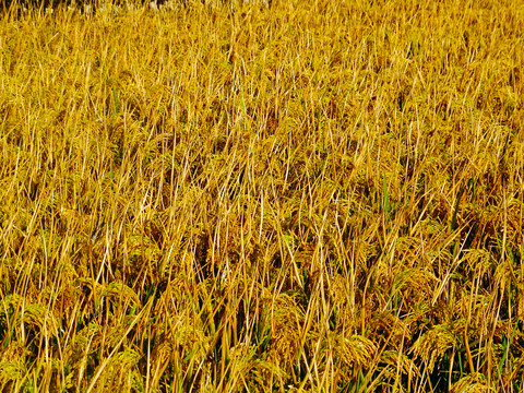 金黄色稻田