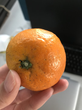 新鲜水果金桔