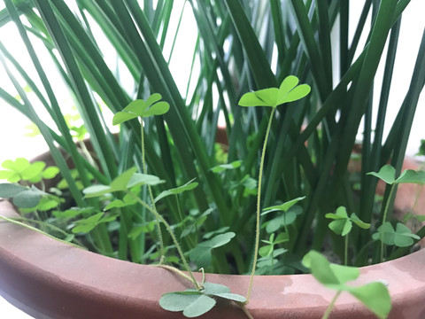 盆栽