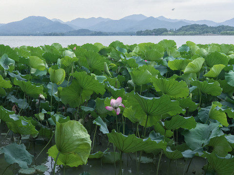 杭州西湖