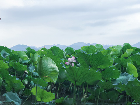 杭州西湖