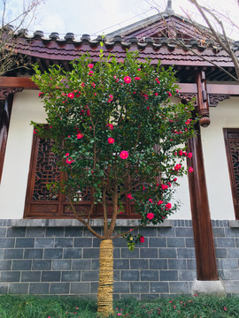 山茶花