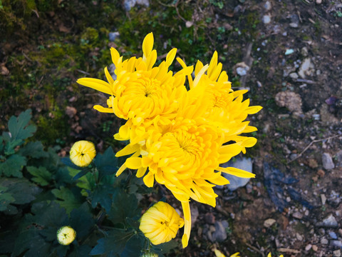 菊花