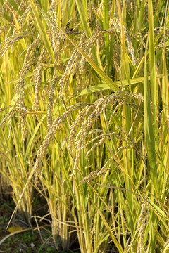 京西水稻