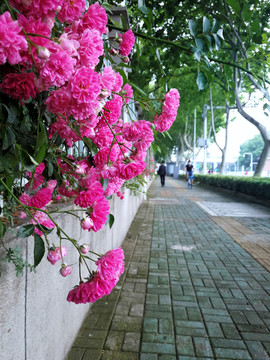 木香花