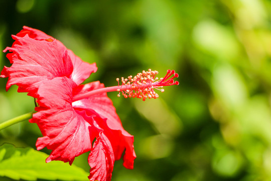 朱槿花