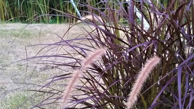 紫穗狼尾草