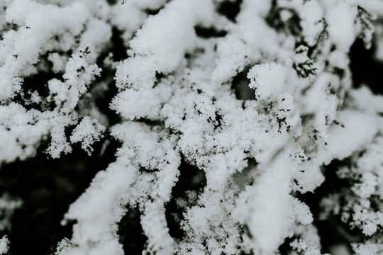 松树上的雪