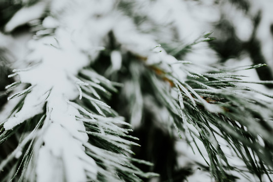 松树上的雪