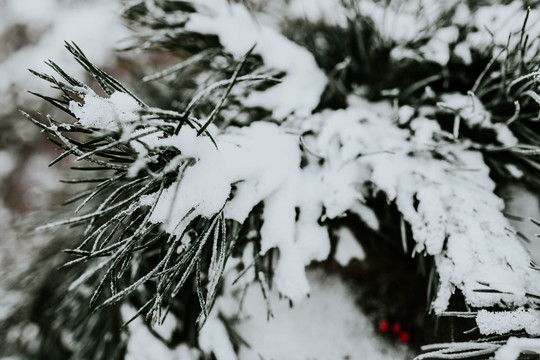 柏树上的雪