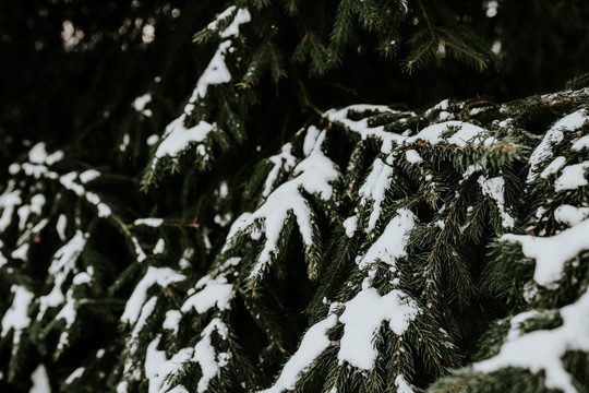 柏树上的雪