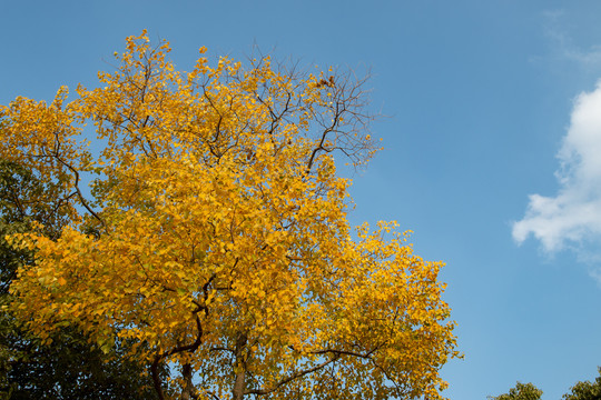 秋天的乌桕树