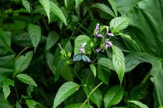 花朵上的蝴蝶