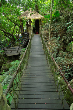 森林公园木板吊桥