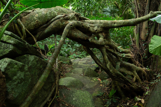 热带雨林藤枝