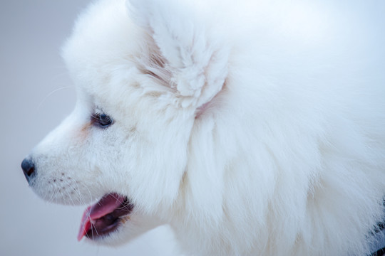 白色萨摩犬