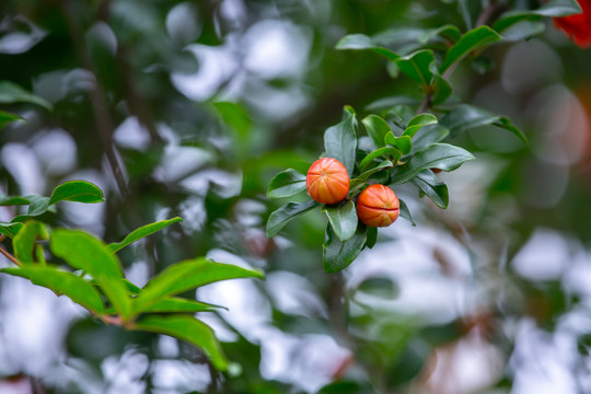 石榴花苞