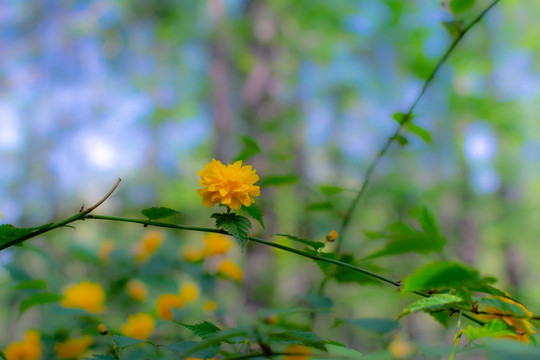 小黄花